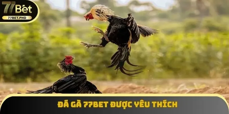 Đá gà 77BET được yêu thích